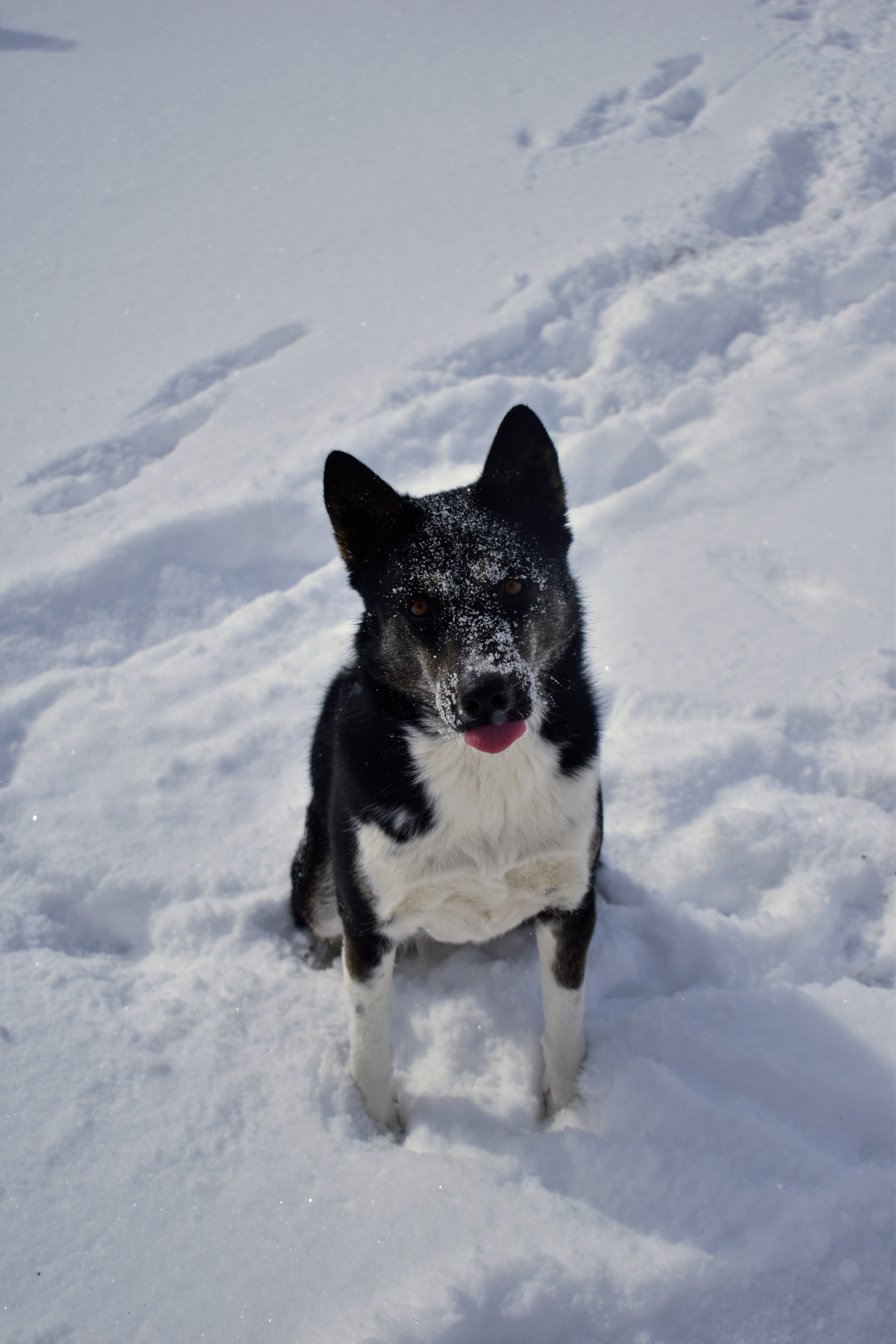 Alita the dog is a husky/blue-heeler ross and has black fur and a white chest and legs. She is sitting in the snow, sticking her tongue out. There is snow all over her face.