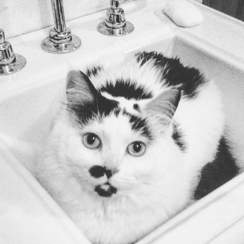 Mooshoo is a white and black spotted cow cat, and she is laying in the sink.